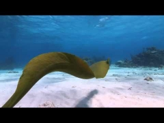 2012 International Underwater Film Festival Trailer